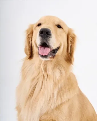골든 리트리버 분양 가격 성격 장단점_25