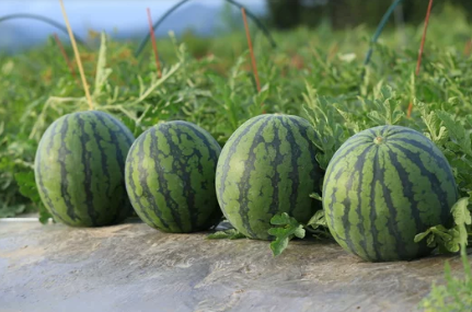 수박 효능 10가지 부작용 외 모든 것 총정리!