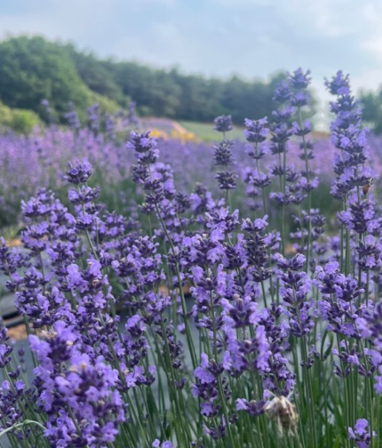 2024 고창청농원 라벤더시즌 축제 일정 개화 입장료 장소