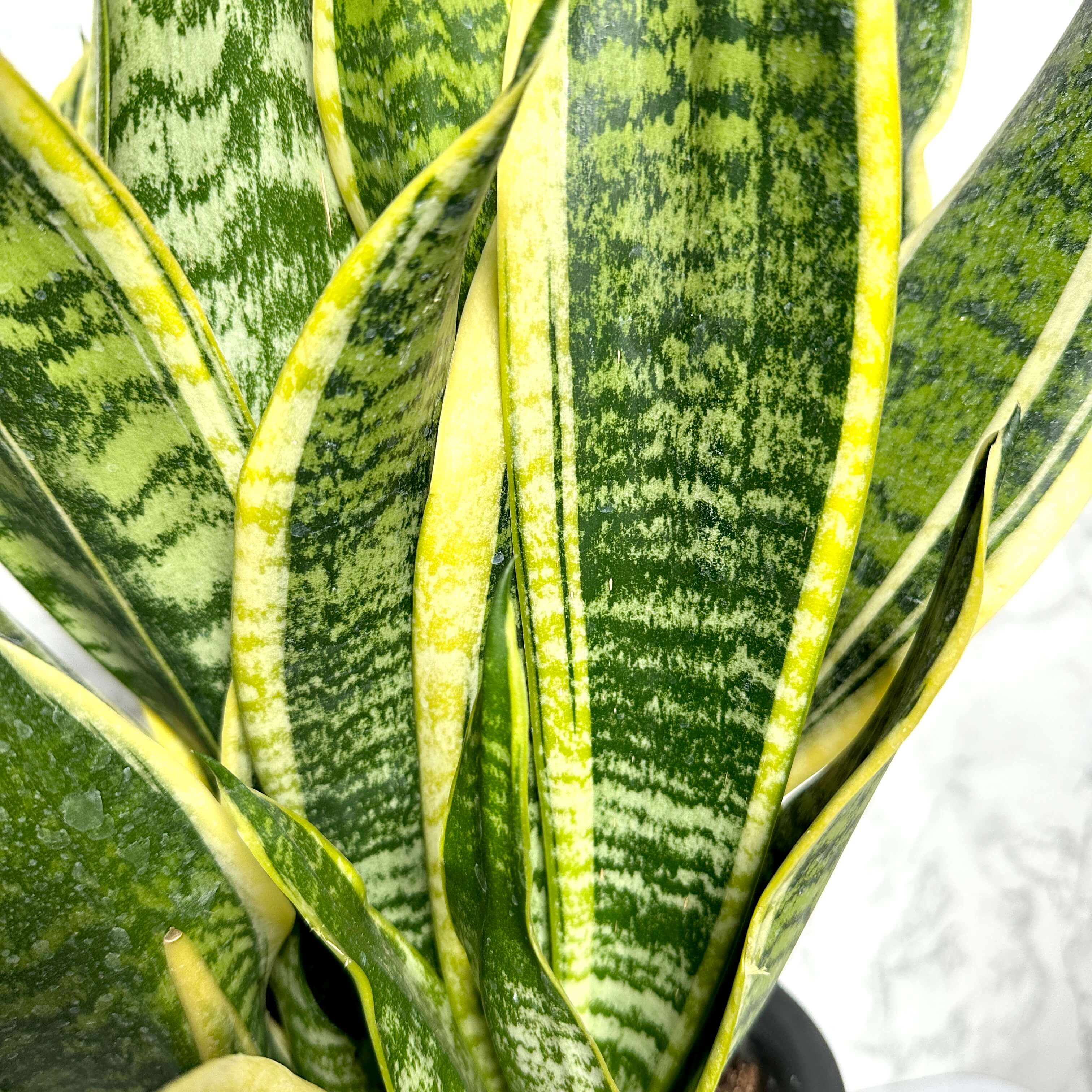 산세베리아 키우기