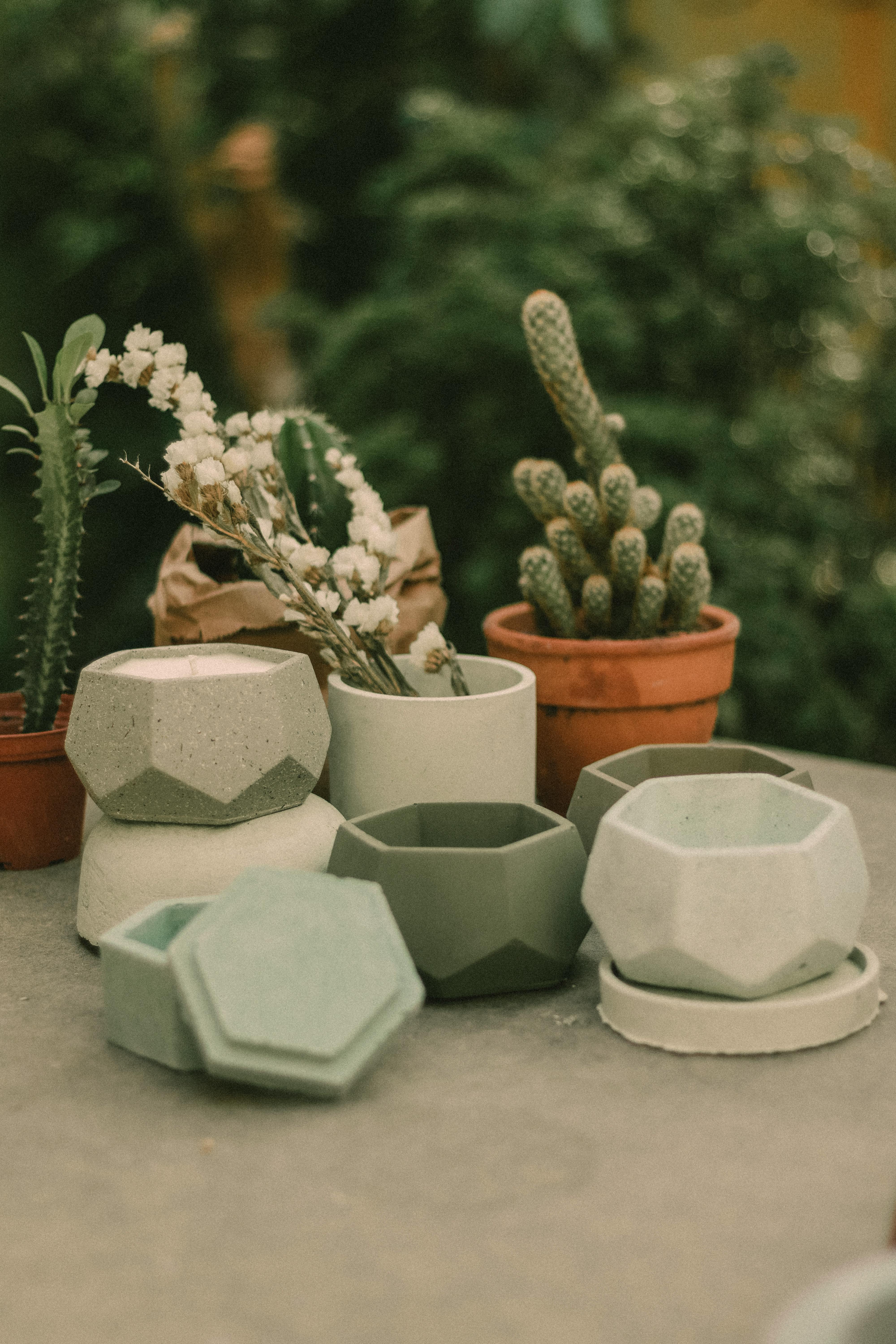 다육식물 화분 사진