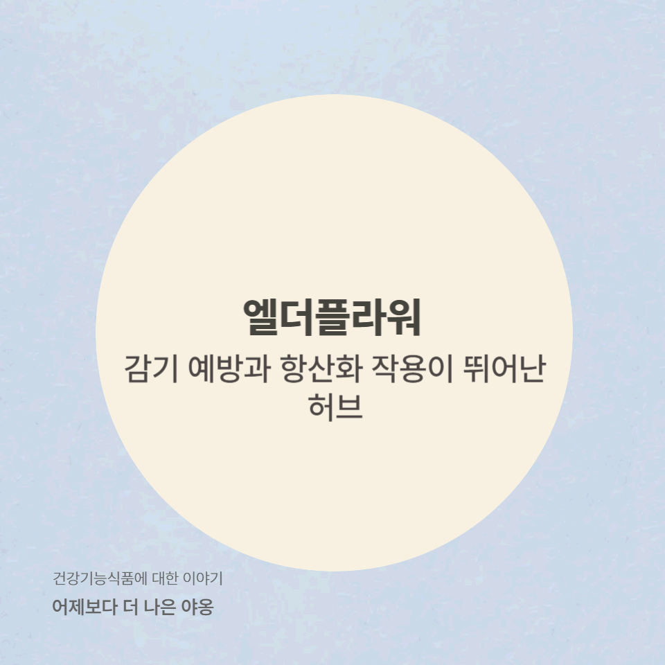 엘더플라워(Elderflower)의 효능! 감기 예방과 항산화 작용에 정말 좋을까?