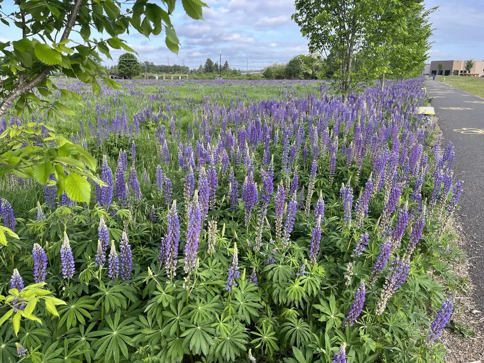 5월의 야생화 백화등 소리쟁이 낮달맞이꽃 알프스민들레_2