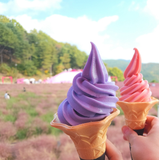 포천 허브아일랜드-핑크뮬리