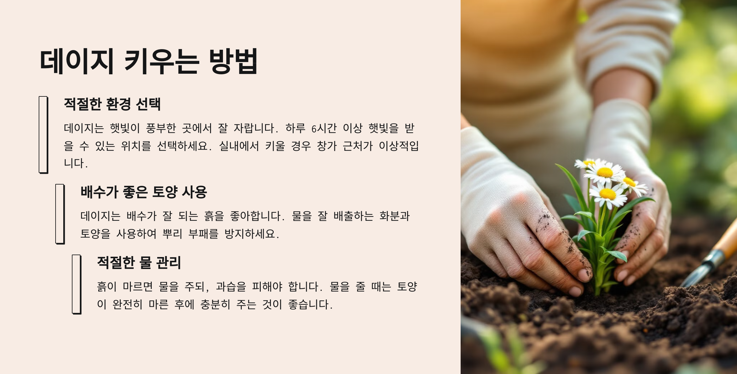 데이지 꽃