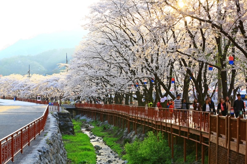 2024 전국 벚꽃 축제 명소 TOP 9