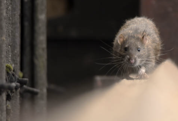 쥐 방역업체 비용 후기