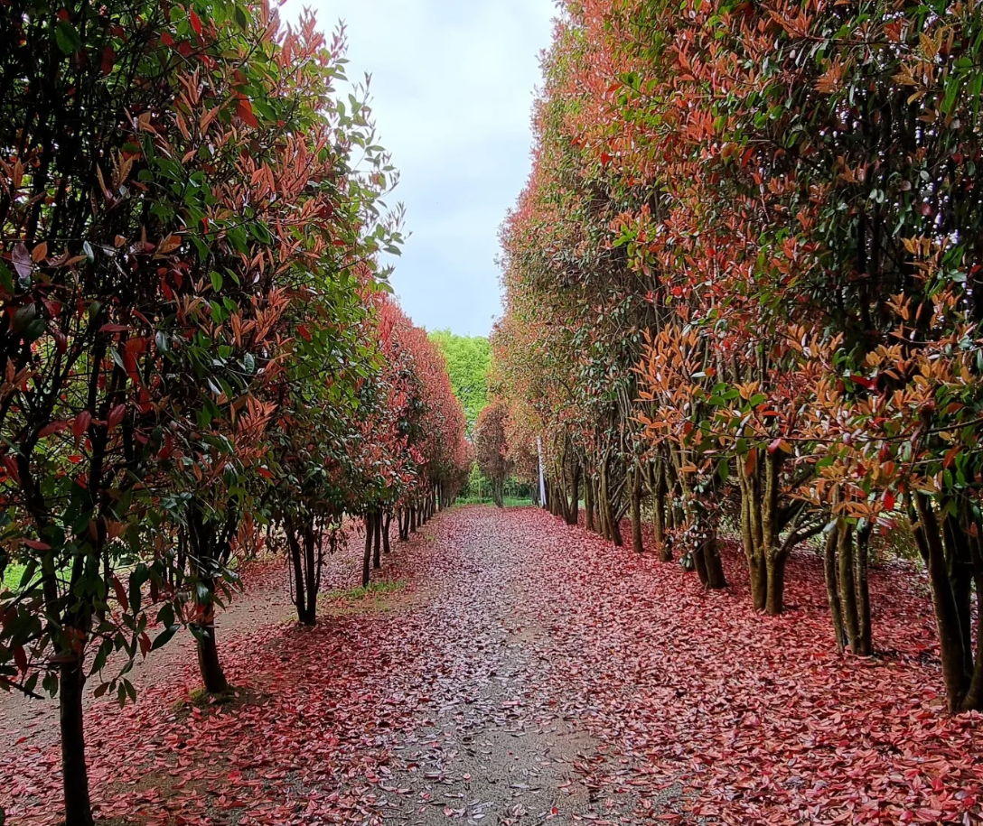청산수목원 홍가시원