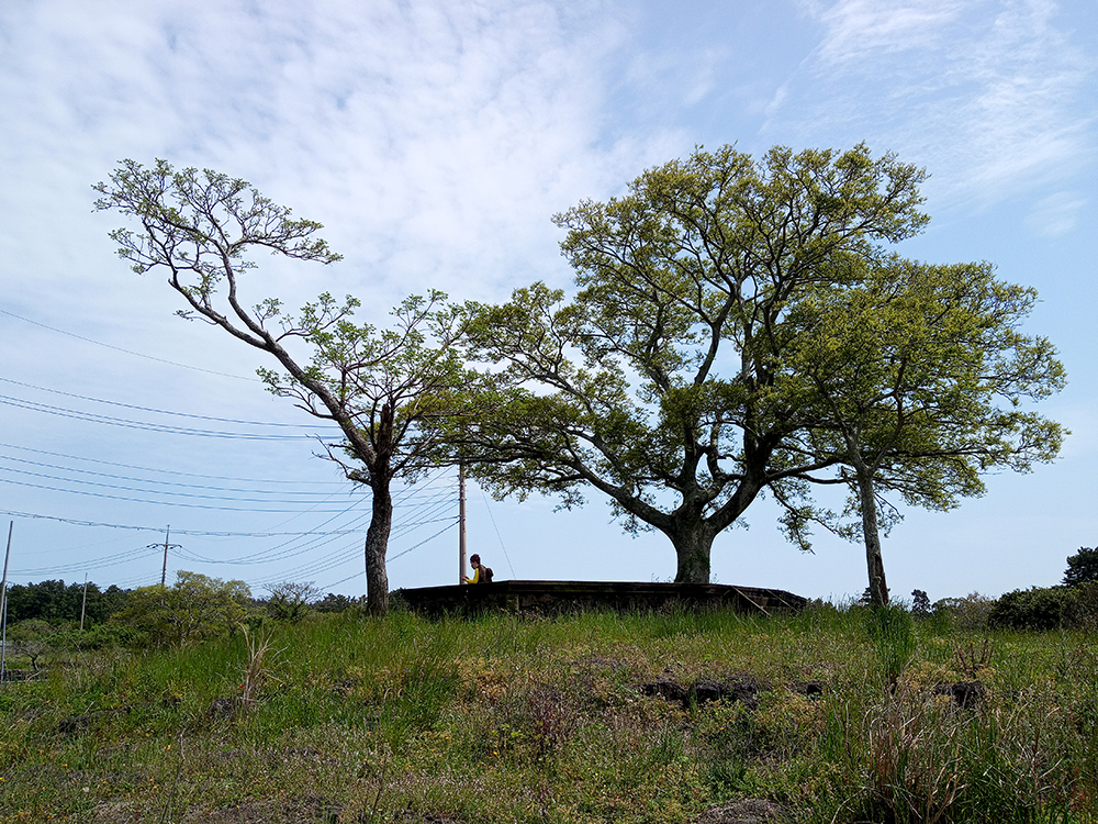 올레14-1코스: 저지예술정보화마을에서 오설록 녹차밭까지