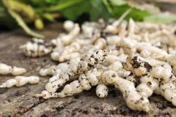 초석잠 효능과 영양성분, 주의점