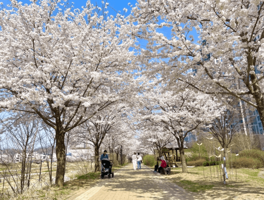 고양시 벚꽃명소 행주누리길, 경의로누리길, 바람누리길3