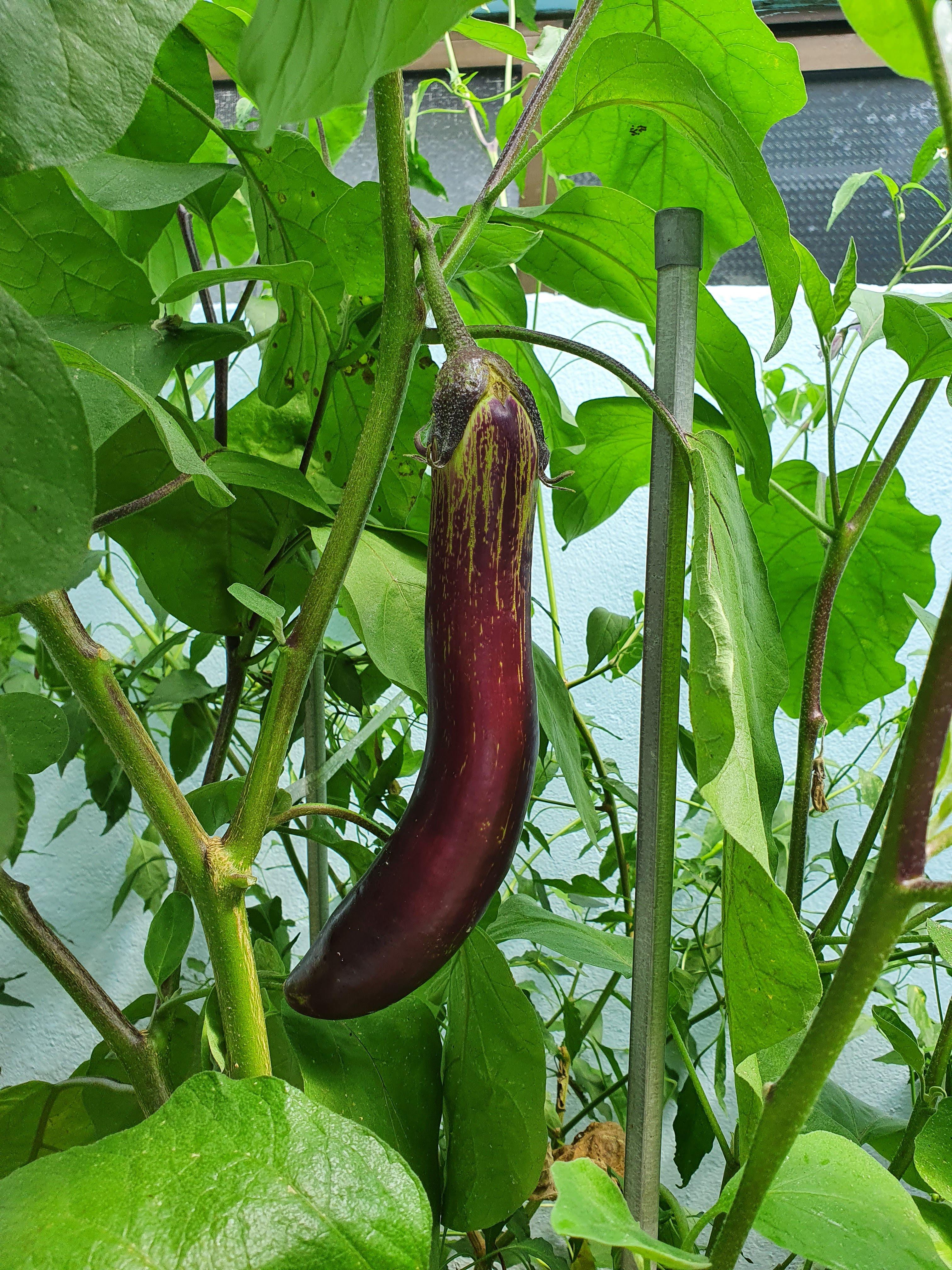 진간장