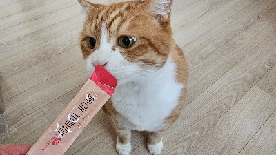 칫솔만 보면 도망가는 고양이, 양치는 어디서부터 시작해야 할까?