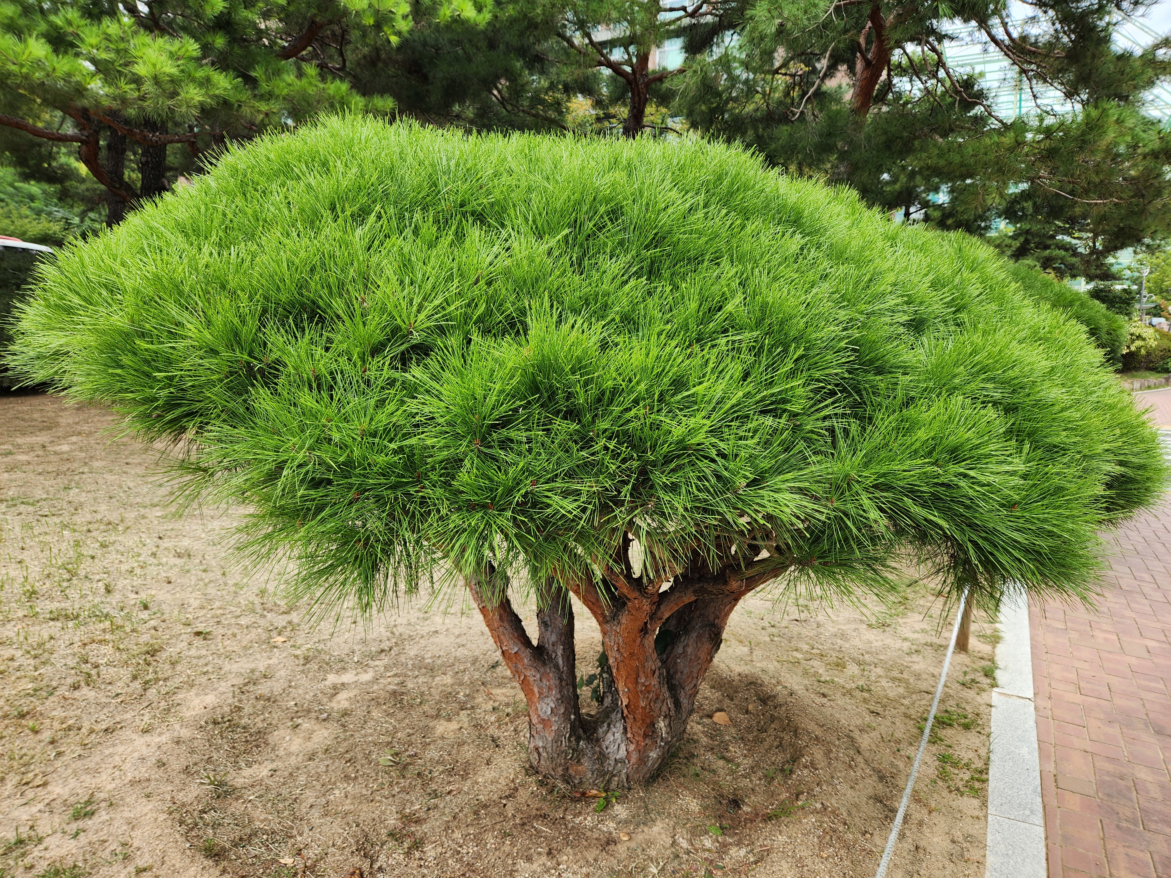 반송