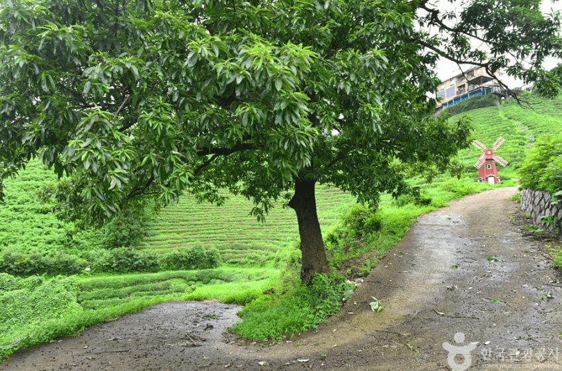 보성 가볼만한 곳 베스트10
