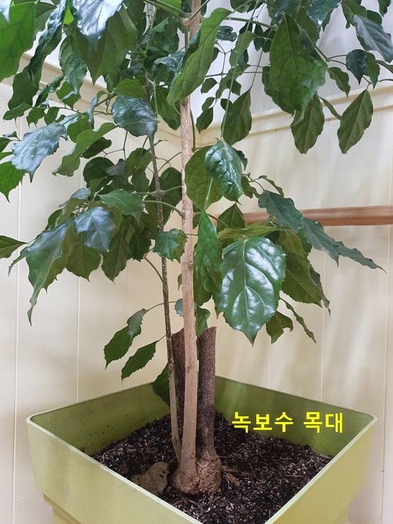 녹보수 목대