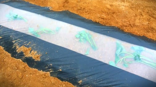 고구마-밤고구마-황금고구마-호박고구마-모종-심기-심는방법