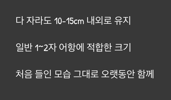 과하지 않은 성장, 부담 없는 크기