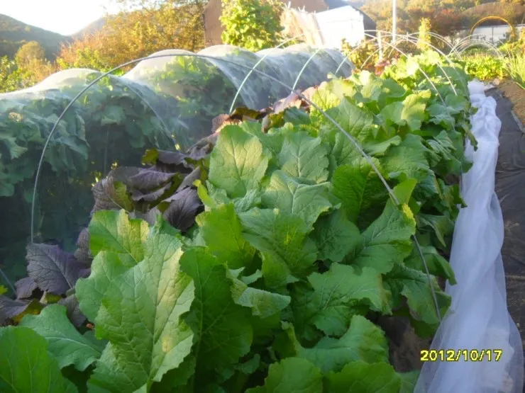 갓 재배 직파 재배 빠른 수확 잎 따기_5