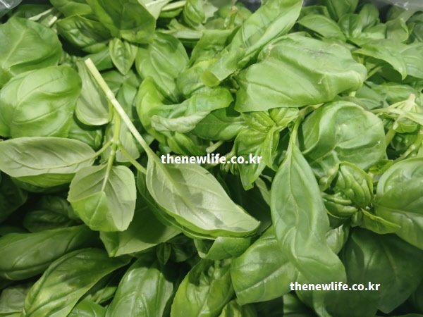 뼈에 칼슘이 잘 달라붙도록 돕는 비타민 K가 가득한 바질 효능 실물