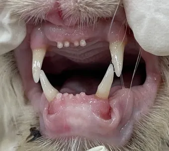 &amp;quot;고양이