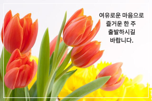 주황색 튤립 꽃