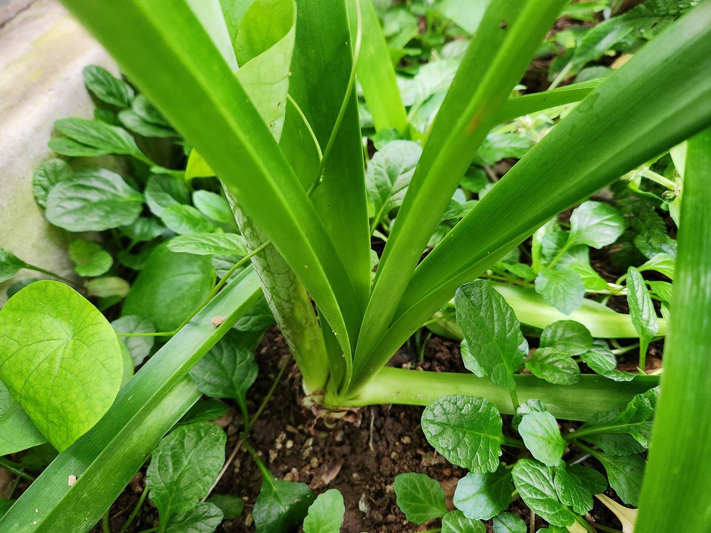 아마릴리스 Amaryllis