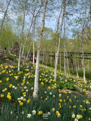 2026 화담숲 벚꽃 개화시기는 언제?