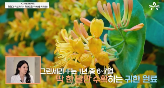 그린세라-f-효능-부작용-위암-예방