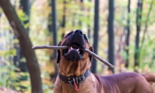 2025년 댕댕 트래킹 오픈 티켓 예매 안내