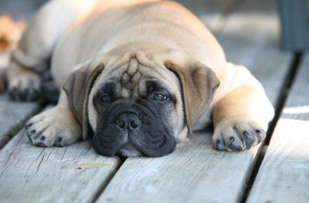 누워 있는 불마스티프.