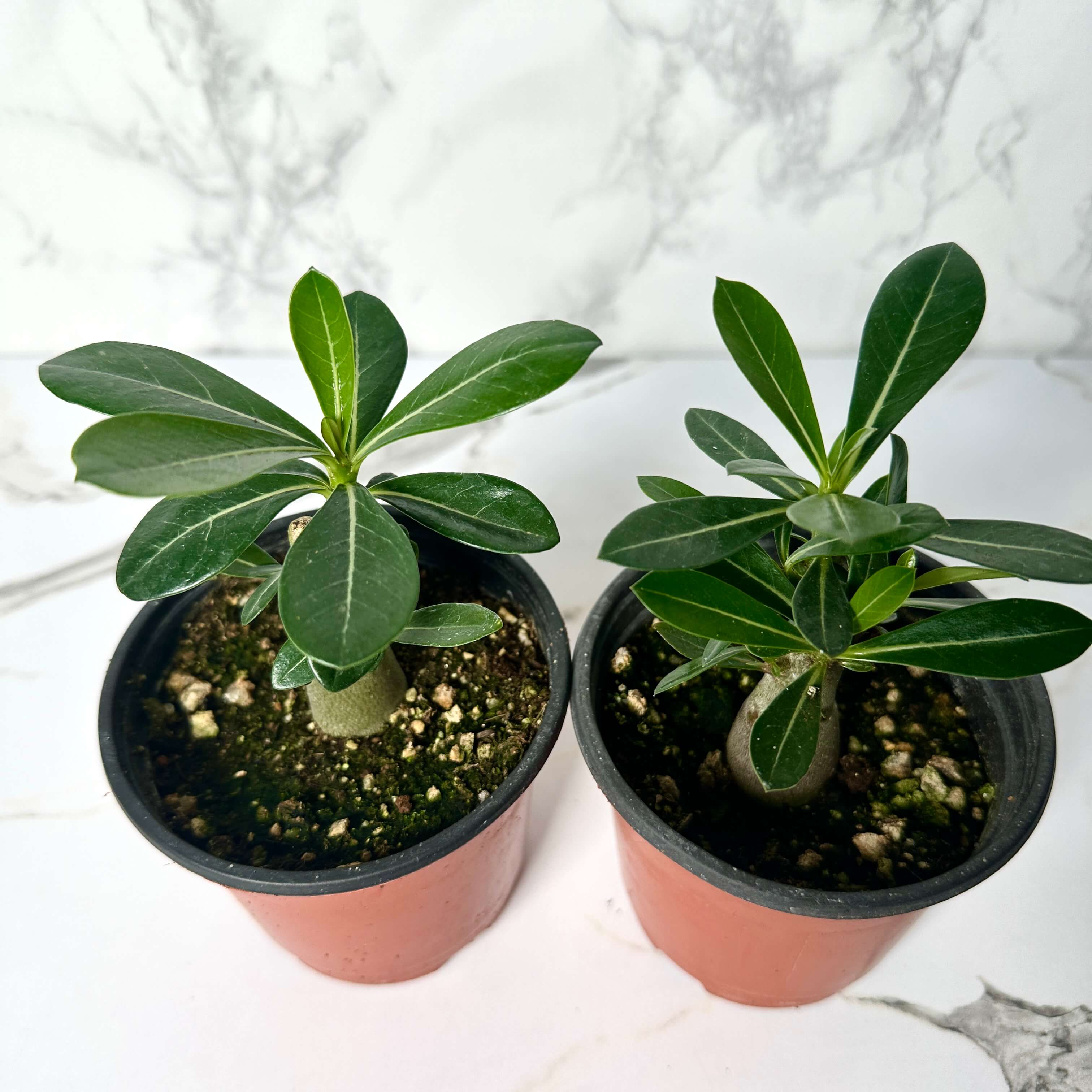 바오밥나무 아데니움 오베숨