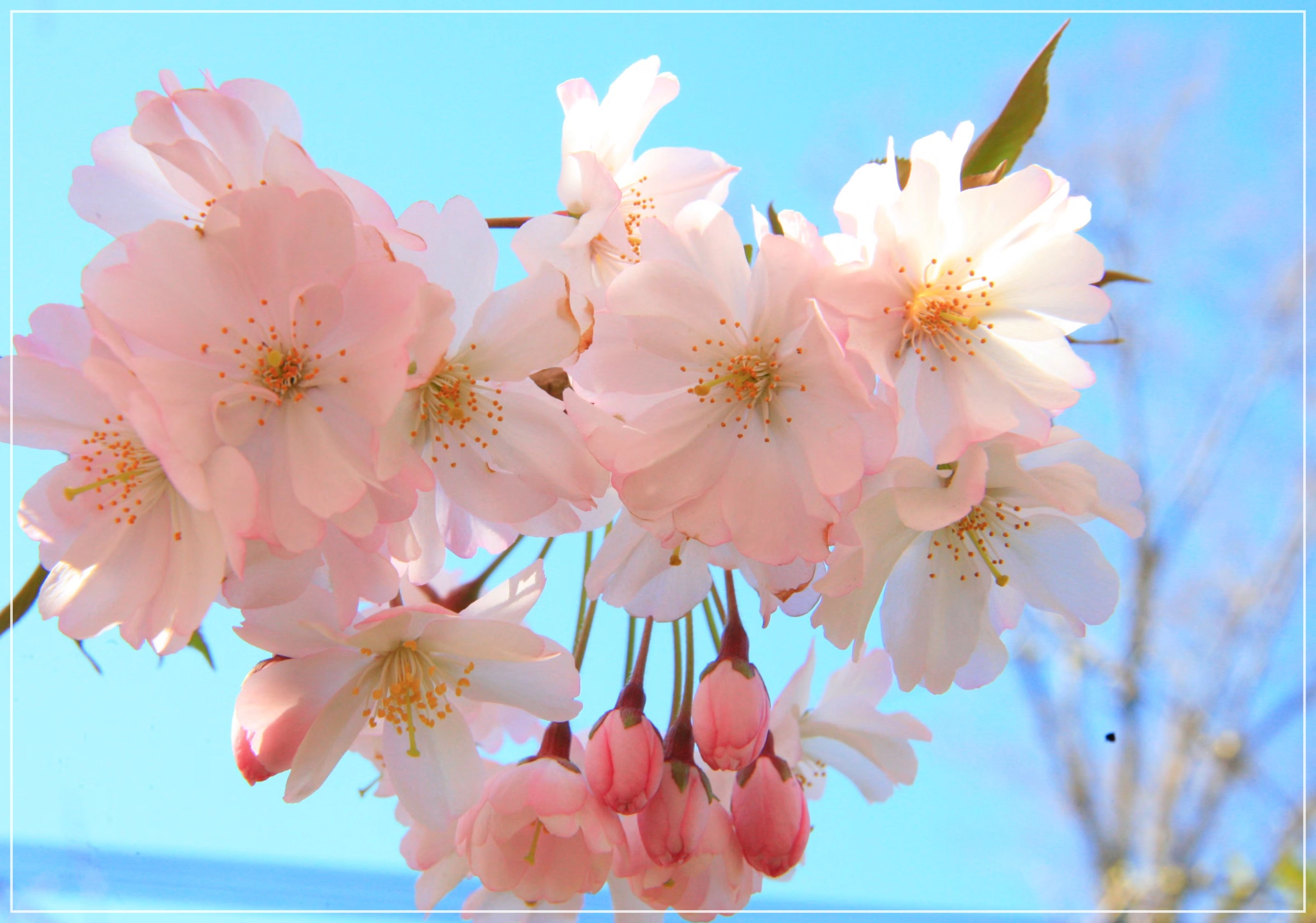 2025 벚꽃 만개시기 예측