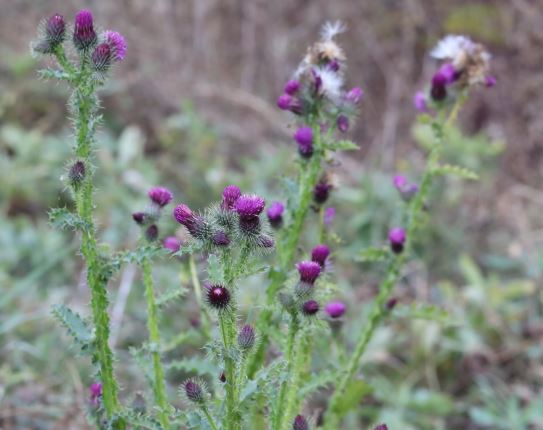 투비컷다이어트