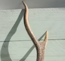 녹용 먹을 때 주의점 I 녹용 효능I 녹용 가격 및 구매시 주의할 점