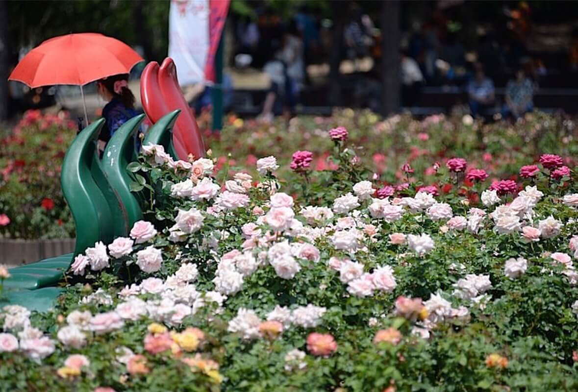 울산대공원 장미축제