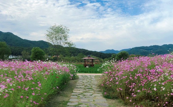 양구 파로호 꽃섬