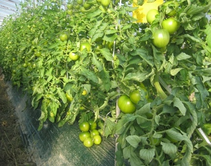 6시내고향-대저토마토-우리토마토농장