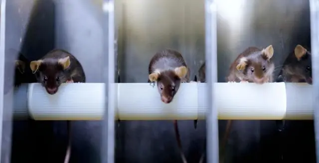 🚀 신주(神舟) 21호 곧 발사!네 마리의 ‘쥐 우주비행사’가 함께 우주 임무 수행 예정