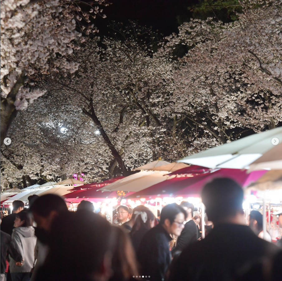 경주 벚꽃 축제