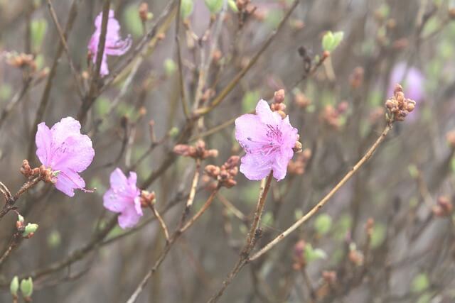 고려산 진달래 축제