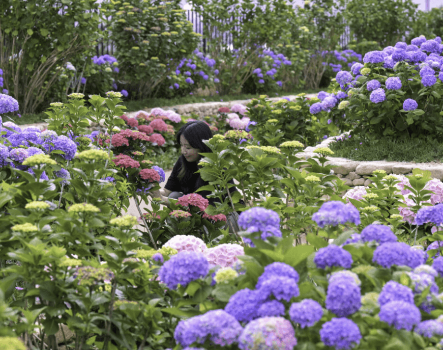 장생포 수국축제