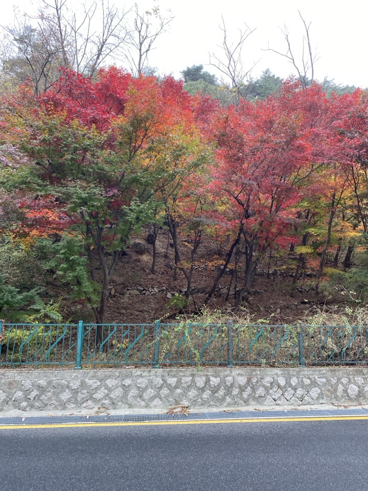 인왕산둘레길 붉은 빛의 단풍들