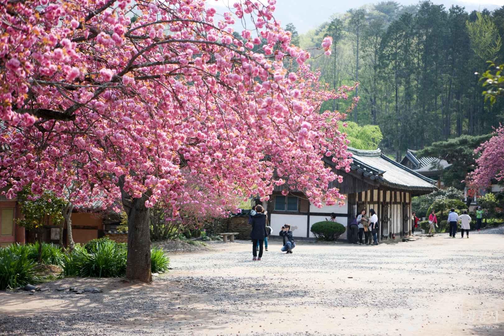 선암사 겹벚꽃