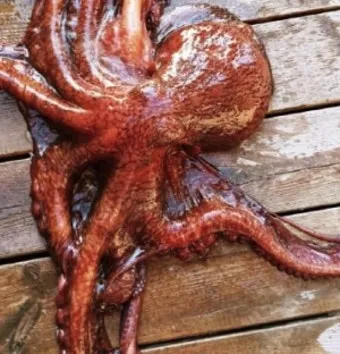 전현무계획2 문어숙회 수제비 골뱅이 맛집 위치 안내_7