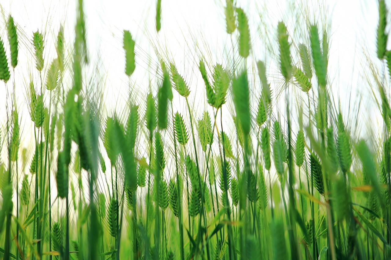고창 청보리밭 축제