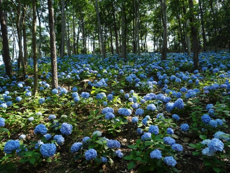 진도 운림산림욕장 수국공원