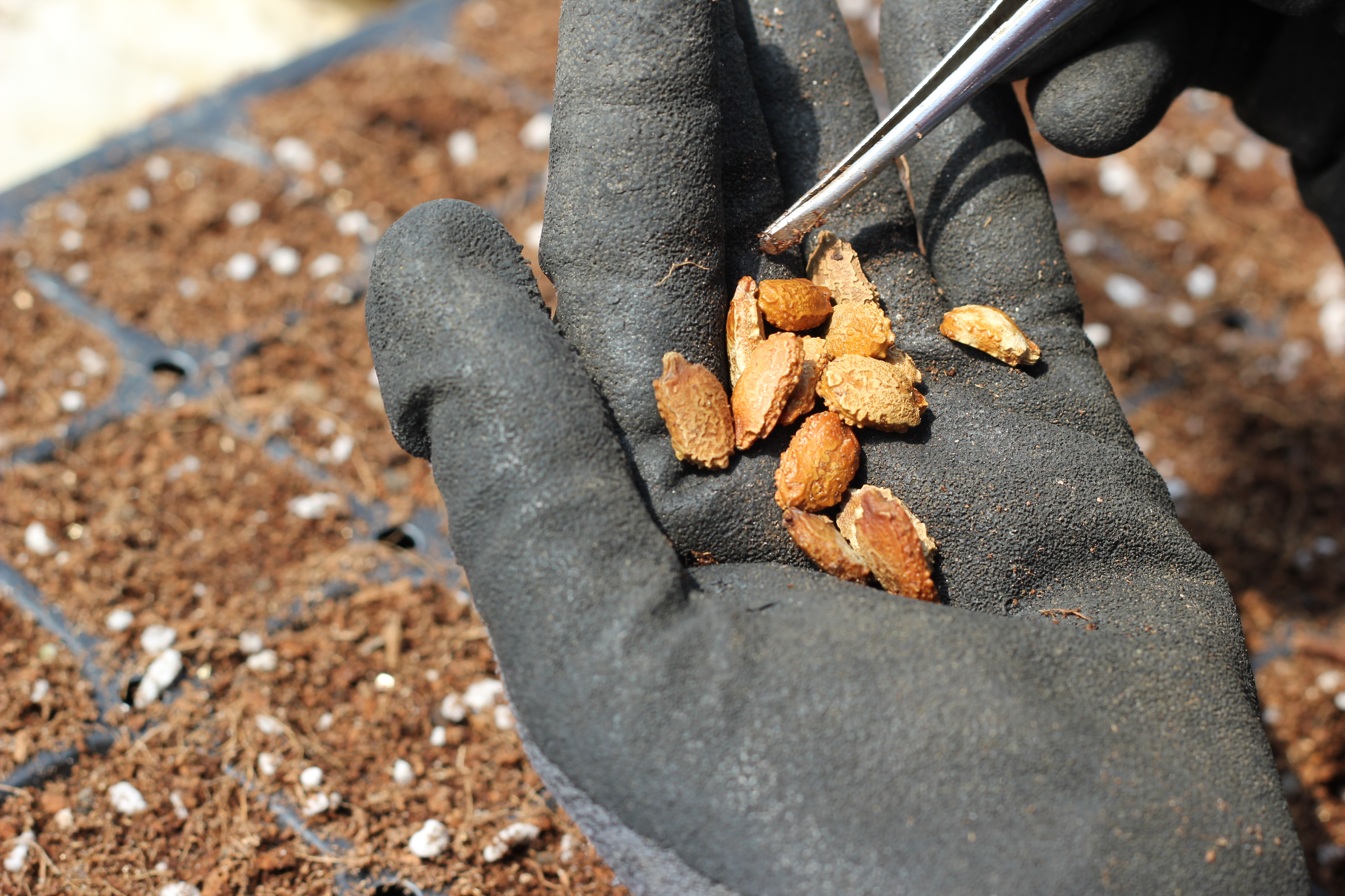 먹기편한여주즙