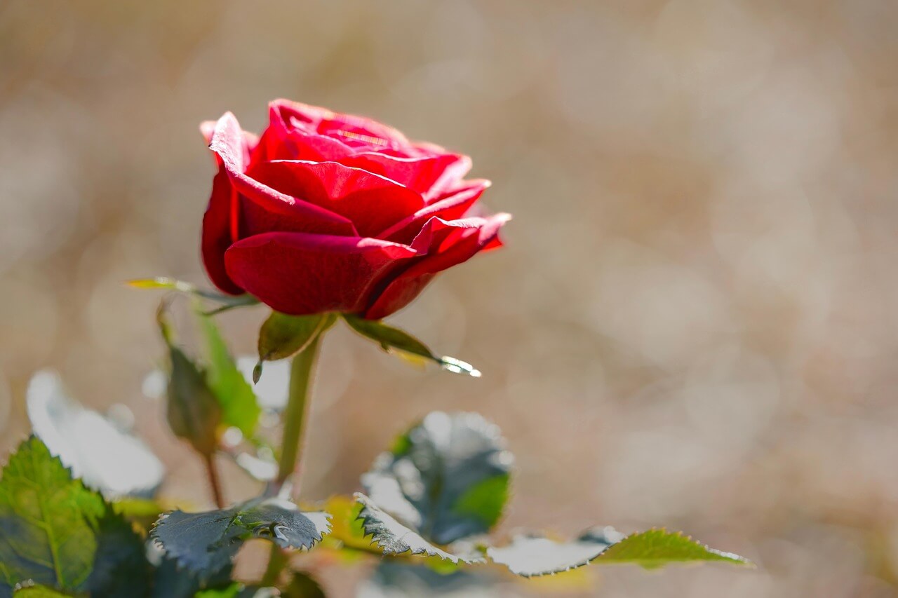 곡성 세계장미축제 관련 정보