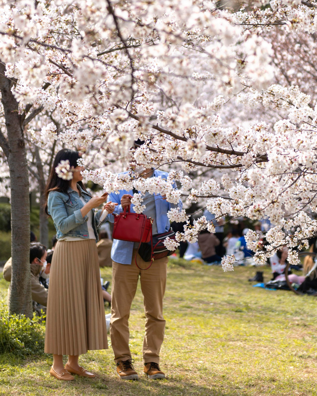 울산 봄꽃 축제 일정 &amp; 벚꽃 명소 개화시기 &amp; 교통편 팁